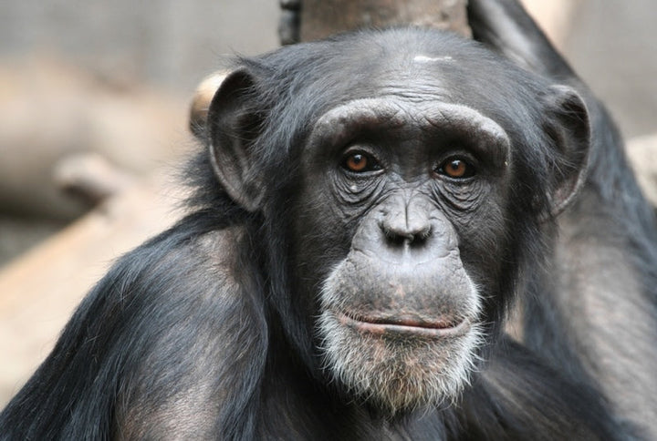🐒 Chimpanzees Are Wearing Grass as Accessories—What It Reveals About Culture